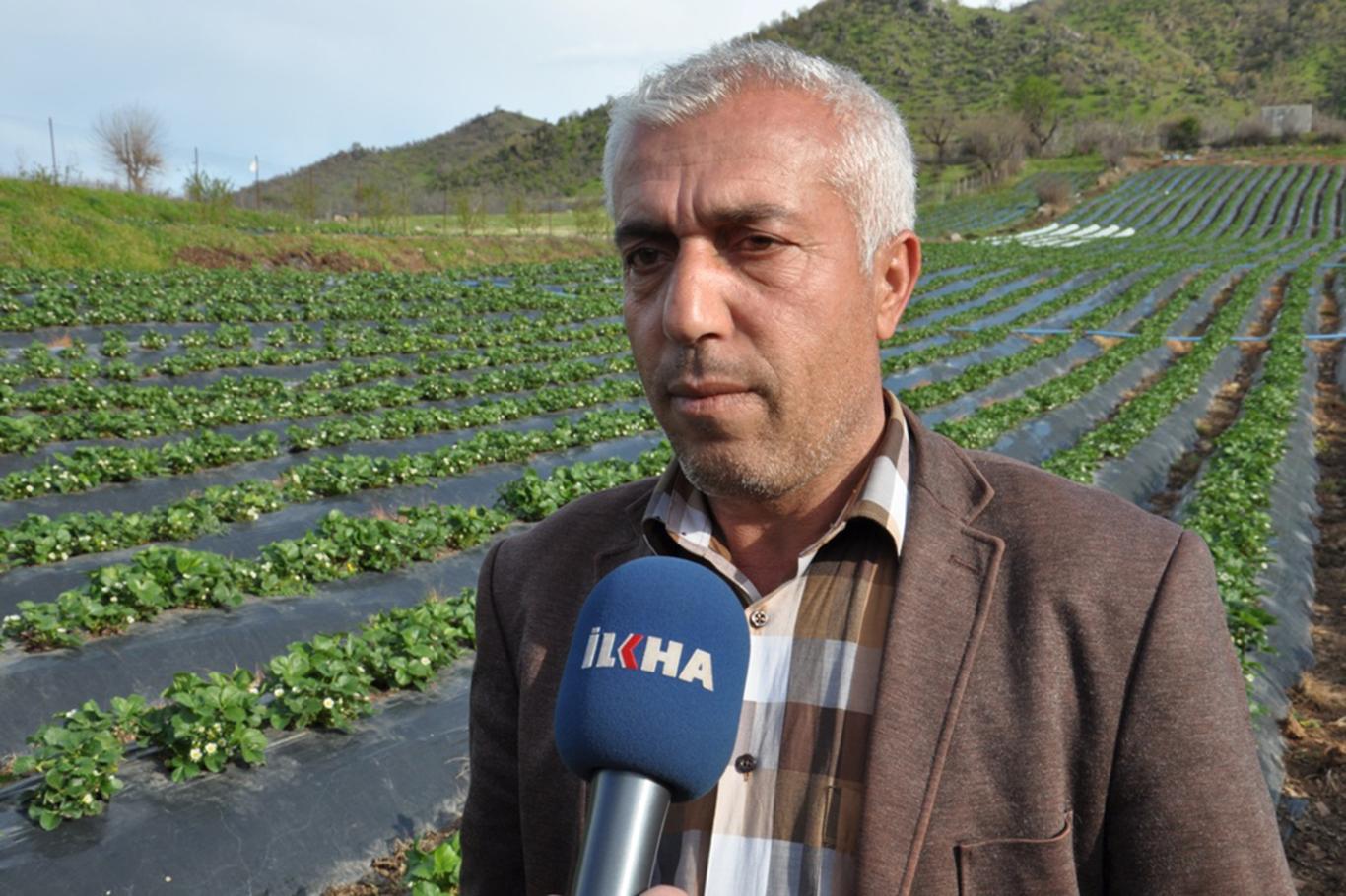 Tütünden çilek diyarına dönüşen ilçe: Sason Tütünden çilek diyarına dönüşen ilçe: Sason